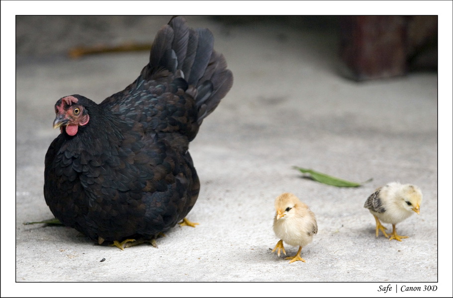 2008 - 07 - Leng Tengah - 041